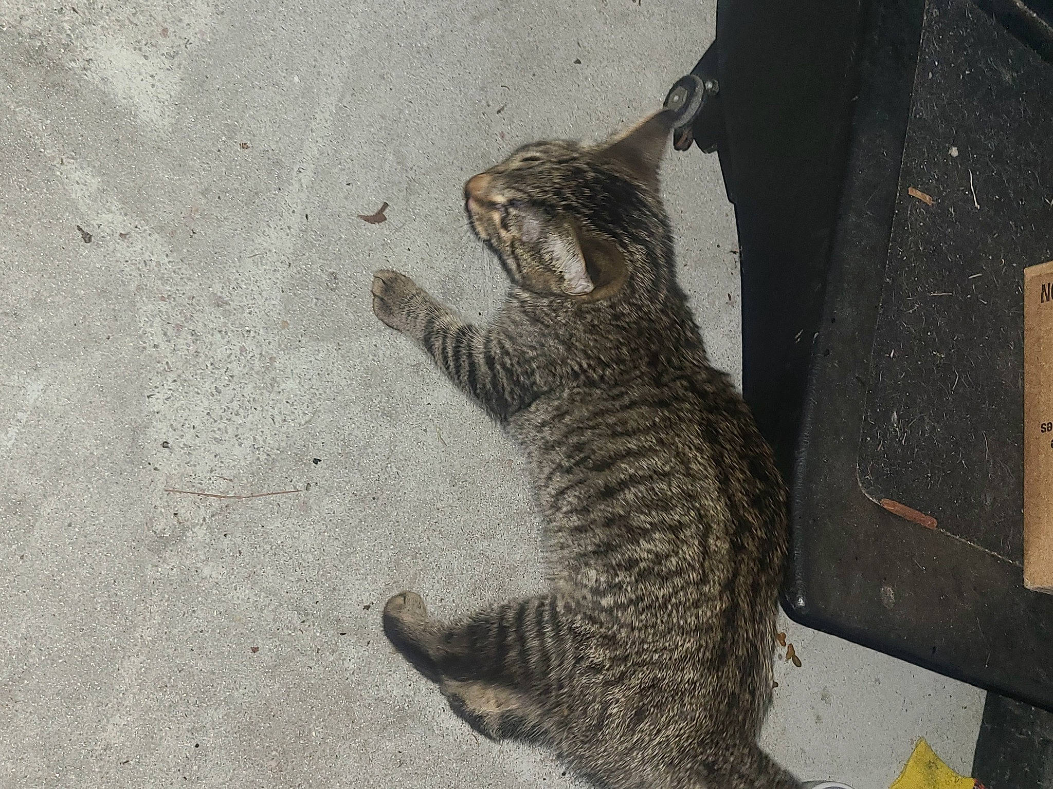 Nia is registered to the contest to win money with this photo: asphalt, carnivore, cat, claw, concrete, domestic_short_haired_cat, felidae, fur, grey, lynx, paw, road_surface, sitting, small_to_medium_sized_cats, snout, tail, terrestrial_animal, whiskers, wildlife