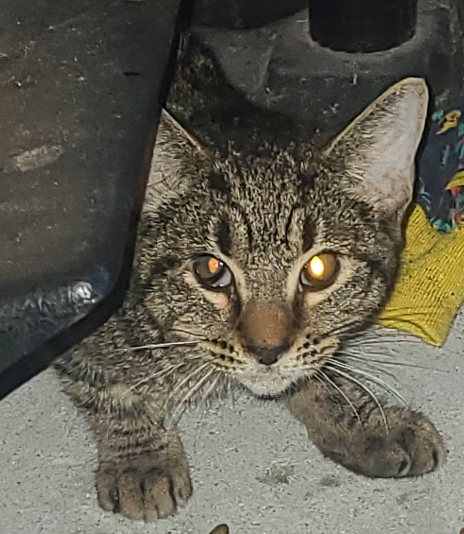 Nia is registered to the contest to win money with this photo: automotive_tire, carnivore, cat, claw, domestic_short_haired_cat, felidae, fur, paw, small_to_medium_sized_cats, snout, terrestrial_animal, whiskers, wildlife, window