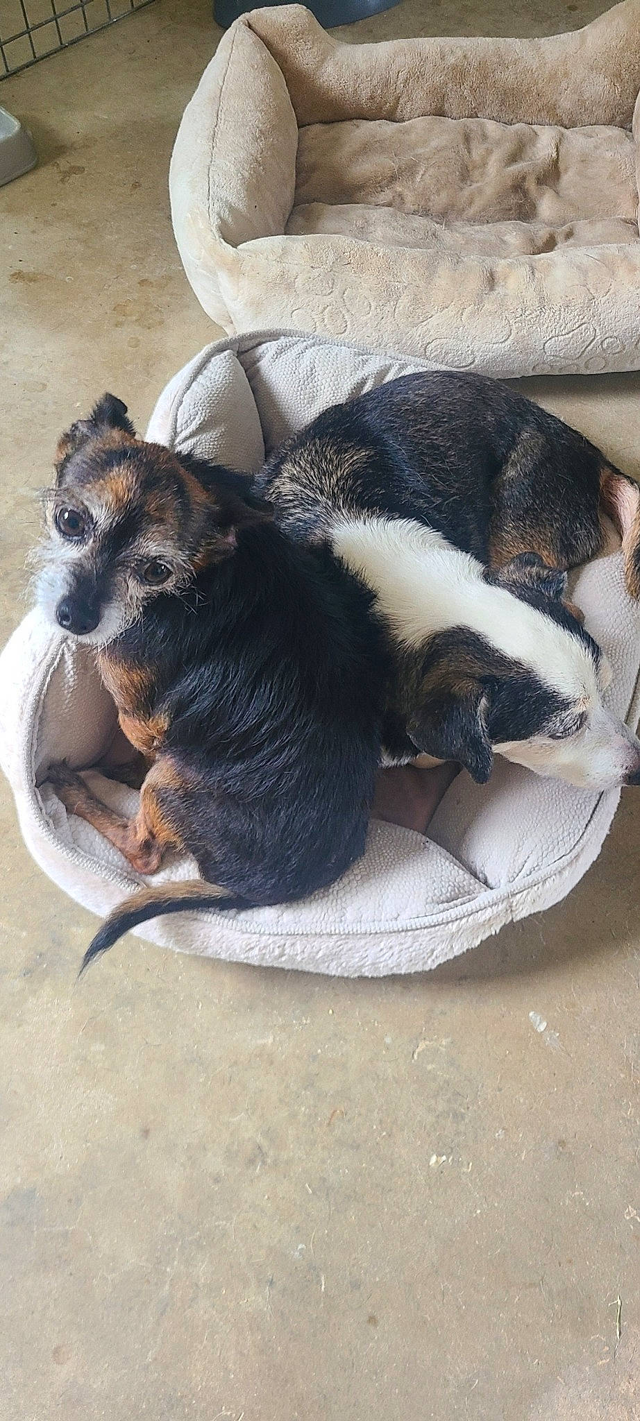 Tuxedo And Bubbles joined the competition — help win amazing prizes! canidae, carnivore, claw, comfort, companion_dog, dog, dog_breed, foot, fur, mammal, nap, paw, recipe, sleep, snout, sporting_group, tail, terrestrial_animal, whiskers, working_animal