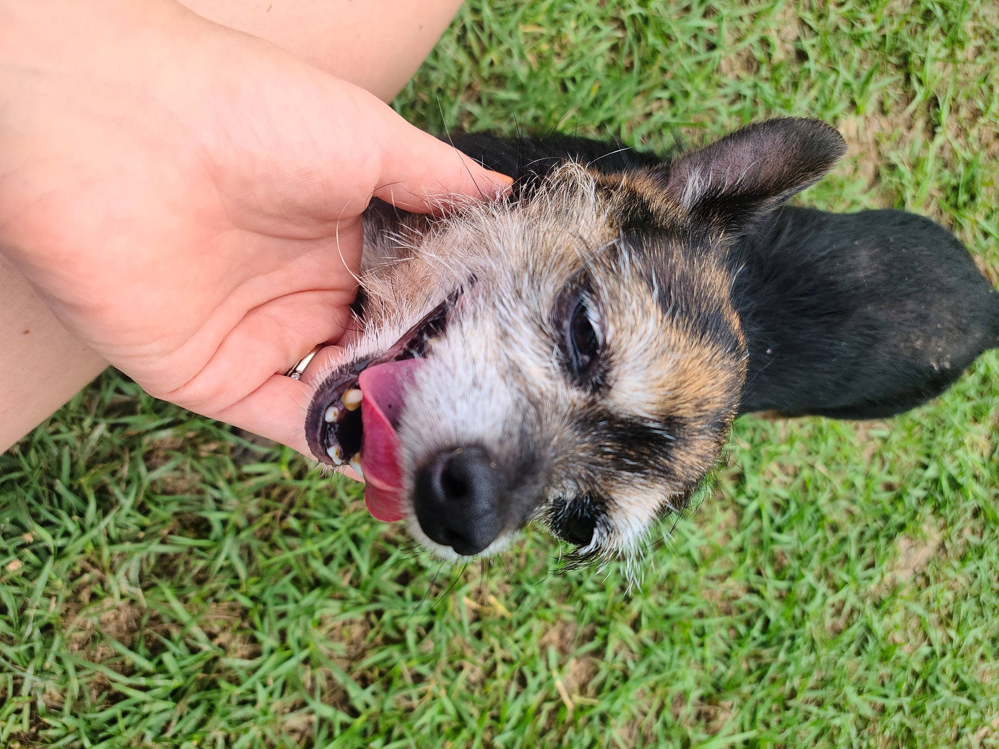Tuxedo And Bubbles joined the competition — help win amazing prizes! canidae, carnivore, dog_breed, fawn, fur, grass, grassland, groundcover, nail, plant, snout, soil, sporting_group, terrestrial_animal, whiskers, wildlife
