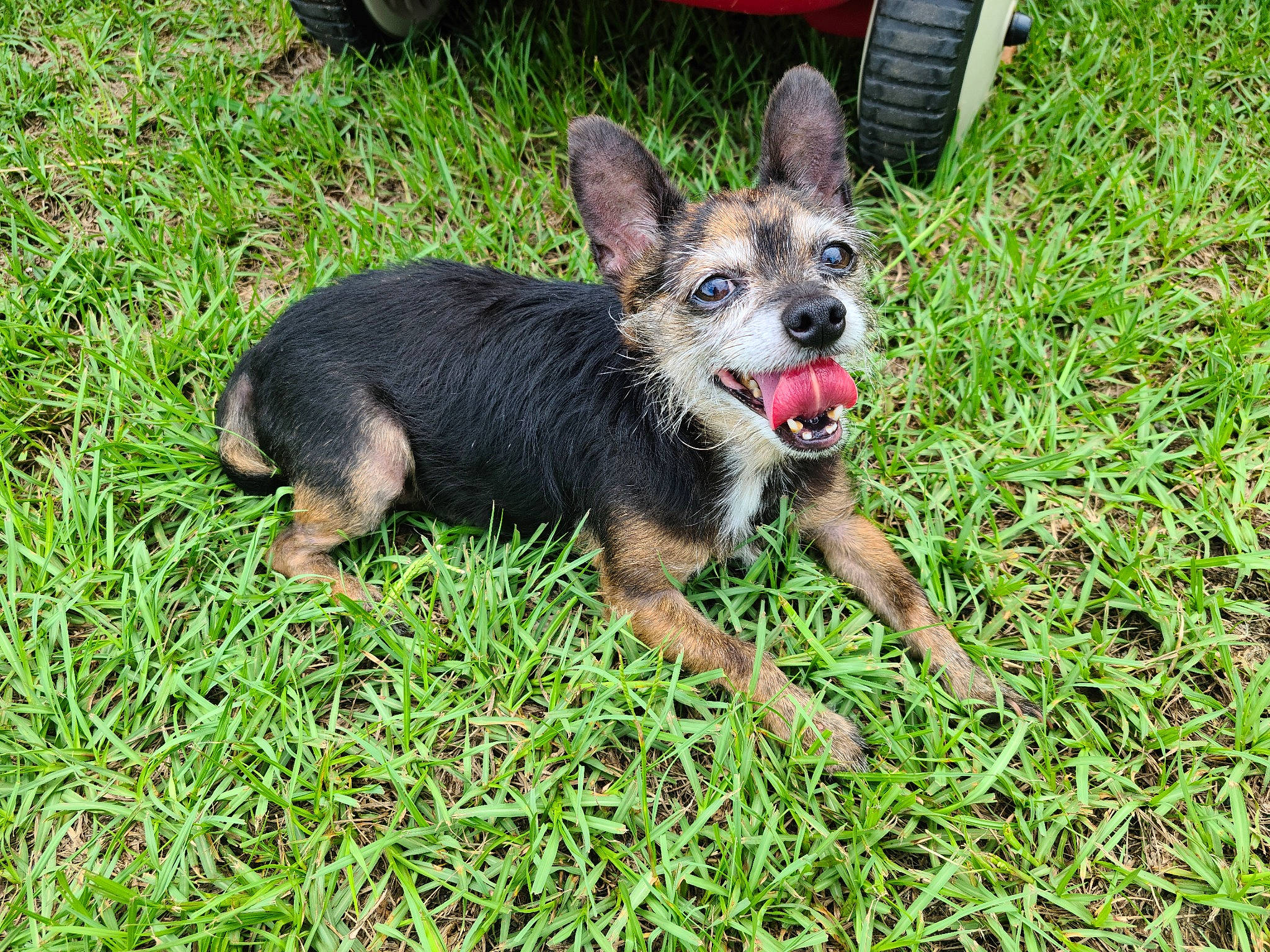 Tuxedo And Bubbles is registered to the contest to win money with this photo: automotive_tire, carnivore, companion_dog, dog, dog_breed, fawn, grass, groundcover, guard_dog, lawn, snout, soil, sporting_group, terrestrial_animal, tire, toy_dog, tread, wheel, working_animal, working_dog