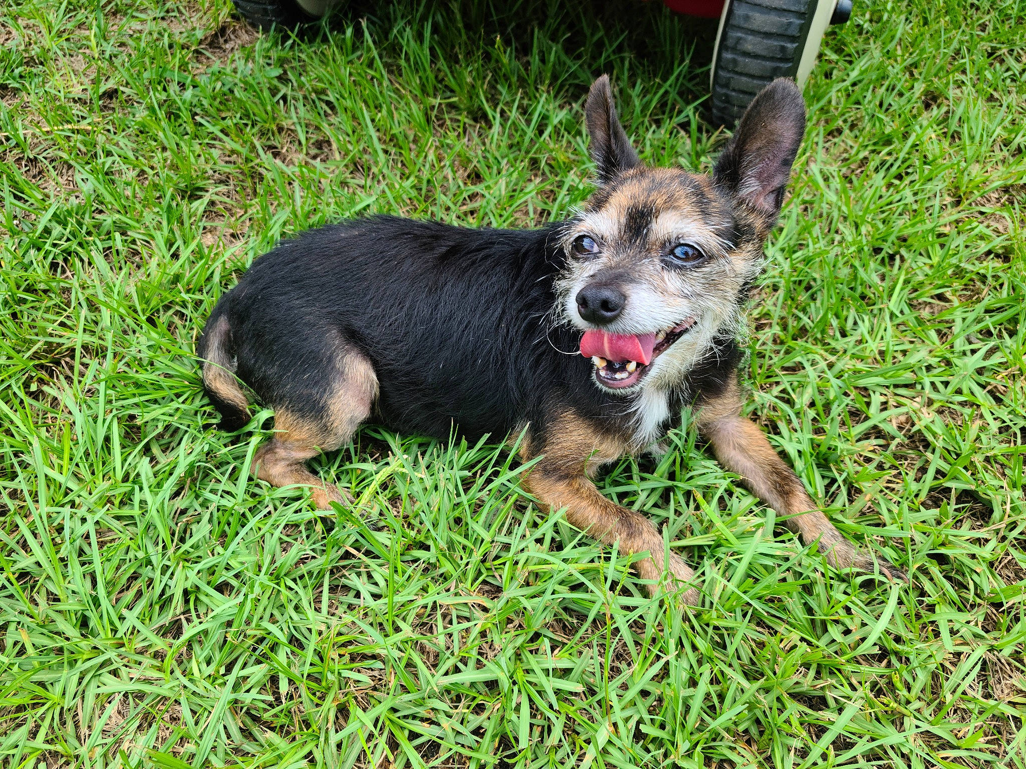 Tuxedo And Bubbles joined the competition — help win amazing prizes! canidae, carnivore, collar, companion_dog, dog, dog_breed, dog_supply, fawn, grass, groundcover, guard_dog, leash, paw, plant, snout, sporting_group, tail, terrestrial_animal, working_animal, working_dog