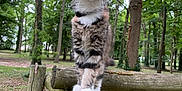 Aartémis a rejoint le concours — aidez-le/la à gagner de superbes lots ! cat, kitten, forest, wooden_fence, paws, whiskers, ears, tree, trunk, moss, bark, outdoors, nature, green, curious, portrait, closeup, animal, pet, sitting