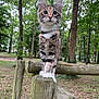 cat, kitten, forest, wooden_fence, paws, whiskers, ears, tree, trunk, moss, bark, outdoors, nature, green, curious, portrait, closeup, animal, pet, sitting