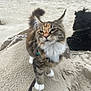 Aartémis participe au concours pour gagner de l'argent avec cette photo : cat, dog, beach, sand, whiskers, fur, paws, collar, leash, pet, animal, outdoor, portrait, close_up, ears, tail, smug_expression, rock, background, companion
