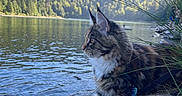 Aartémis participe au concours pour gagner de l'argent avec cette photo : cat, collar_tag, feline, forest, grass, harness, lake, maine_coon, mountains, nature, outdoors, paws, pet, portrait, reflection, rocks, scenic, sunlight, water, whiskers