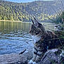 Aartémis participe au concours pour gagner de l'argent avec cette photo : cat, feline, maine_coon, lake, water, rocks, forest, mountains, outdoors, nature, whiskers, paws, harness, collar_tag, reflection, grass, scenic, pet, portrait, sunlight