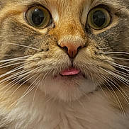 Aartémis participe au concours pour gagner de l'argent avec cette photo : cat, feline, close_up, tongue, whiskers, big_eyes, fur, portrait, surprised_expression, pet, domestic_cat, long_hair, nose, indoor, macro, muzzle, ears, fluffy, cute, face