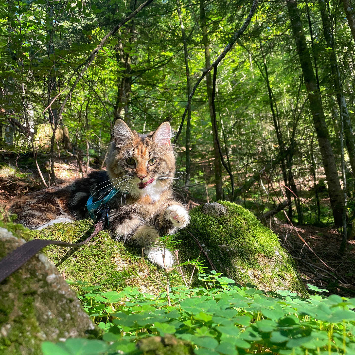 Aartémis a rejoint le concours — aidez-le/la à gagner de superbes lots ! cat, clover, dappled_light, forest, greenery, harness, leash, leaves, moss, mossy_rock, nature, outdoors, paw, pet, portrait, rock, sunlight, tabby, trees, whiskers