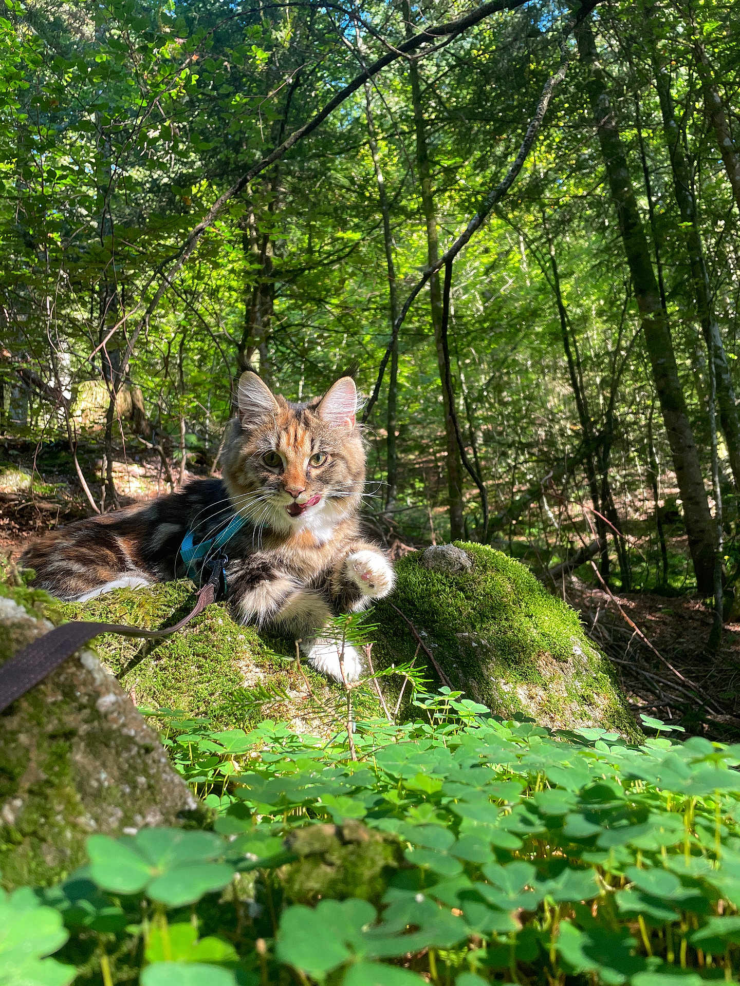 Aartémis a rejoint le concours — aidez-le/la à gagner de superbes lots ! cat, forest, moss, rock, clover, trees, leaves, sunlight, outdoors, nature, pet, tabby, whiskers, paw, harness, leash, greenery, mossy_rock, dappled_light, portrait