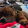 dog, sleeping, brindle, blanket, red, indoor, living_room, carpet, table, remote_control, collar, resting, cozy, pet, fur, paw, relaxation, home, napping, comfort