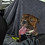 Bentley is registered to the contest to win money with this photo: dog, brindle, tongue_out, car_interior, seat_cover, harness, window, decal, punisher_logo, grey_fabric, pet, canine, animal, inside_vehicle, relaxed, happy, sitting, closeup, domestic_animal, leash