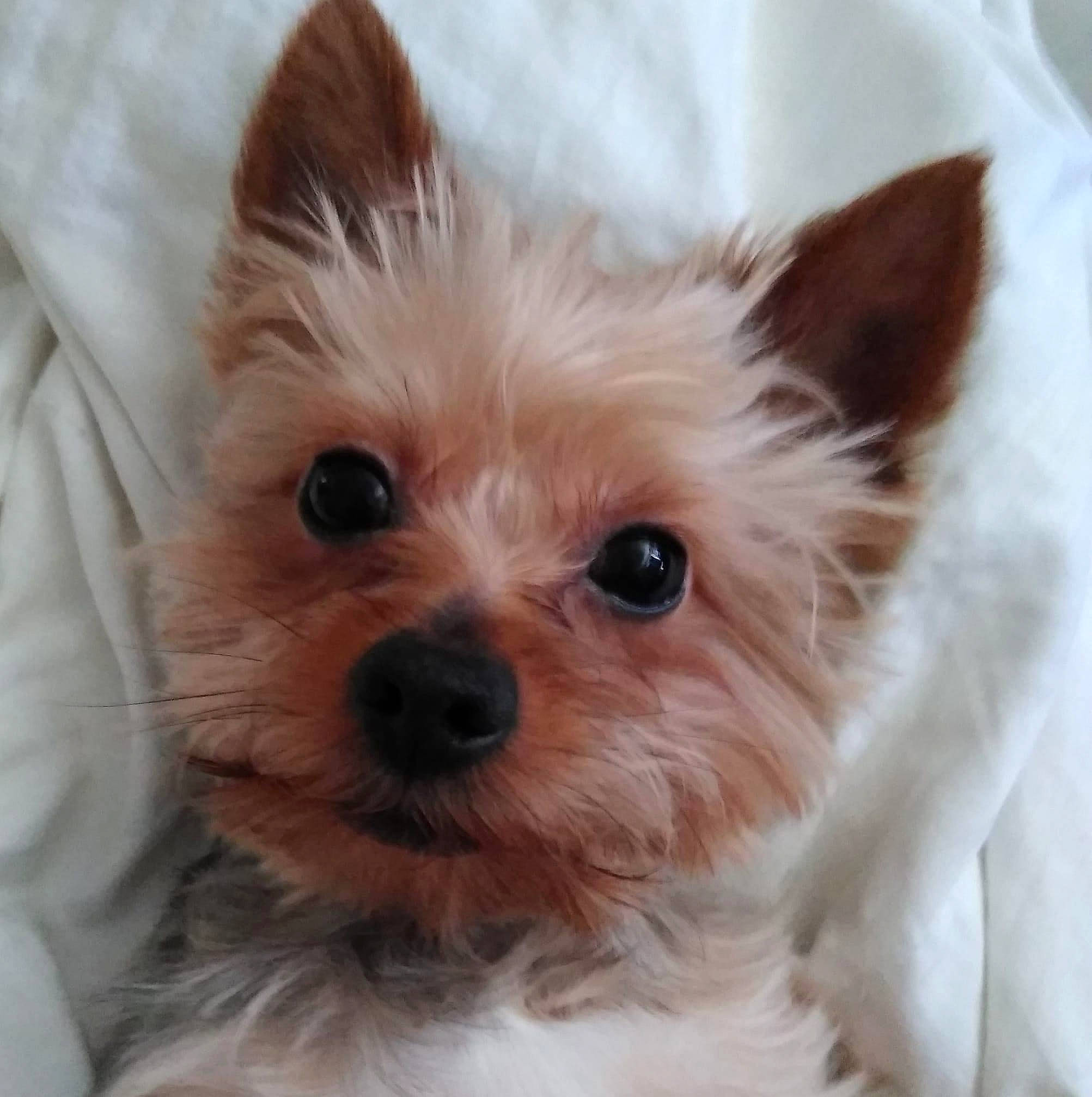 Lincoln joined the competition — help win amazing prizes! canidae, carnivore, companion_dog, dog, dog_breed, dog_supply, ear, fawn, fur, liver, non_sporting_group, small_terrier, snout, sporting_group, terrestrial_animal, terrier, toy_dog, volpino_italiano, whiskers, working_animal