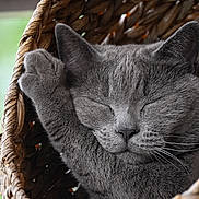Blue a rejoint le concours — aidez-le/la à gagner de superbes lots ! animal, basket, cat, closeup, cozy, cute, domestic_cat, feline, fur, gray_cat, indoor, paw, peaceful, pet, relaxation, resting, sleeping, soft, whiskers, woven_basket