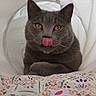 Blue participe au concours pour gagner de l'argent avec cette photo : animal, blanket, cat, closeup, colorful, cozy, cute, ears, feline, fur, gray_cat, indoor, nose, patterned, pet, playful, resting, tongue_out, whiskers, yellow_eyes