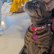 Bean is registered to the contest to win money with this photo: cat, tabby_cat, flower, sunflower, collar, tag, indoor, table, marble_countertop, bottle, paper, curious, pet, animal, feline, striped, closeup, sniffing, chair, domestic