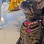 animal, bottle, cat, chair, closeup, collar, curious, domestic, feline, flower, indoor, marble_countertop, paper, pet, sniffing, striped, sunflower, tabby_cat, table, tag