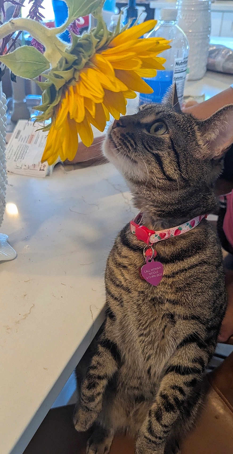 Bean is registered to the contest to win money with this photo: cat, tabby_cat, flower, sunflower, collar, tag, indoor, table, marble_countertop, bottle, paper, curious, pet, animal, feline, striped, closeup, sniffing, chair, domestic