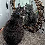 Apollo joined the competition — help win amazing prizes! cat, mirror, reflection, gray_cat, carpet, indoor, collar, vintage_mirror, furniture, pet, domestic_animal, curiosity, animal, feline, floor, closeup, decor, home, looking, sitting