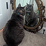 cat, mirror, reflection, gray_cat, carpet, indoor, collar, vintage_mirror, furniture, pet, domestic_animal, curiosity, animal, feline, floor, closeup, decor, home, looking, sitting