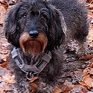 Scott a rejoint le concours — aidez-le/la à gagner de superbes lots ! dog, curly_fur, black_dog, brown_fur, harness, autumn, fallen_leaves, outdoor, forest_floor, nature, pet, animal, canine, walking, leaf_litter, closeup, daylight, mammal, fur, alert
