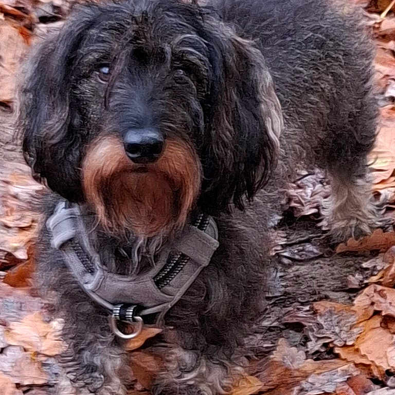 Scott a rejoint le concours — aidez-le/la à gagner de superbes lots ! alert, animal, autumn, black_dog, brown_fur, canine, closeup, curly_fur, daylight, dog, fallen_leaves, forest_floor, fur, harness, leaf_litter, mammal, nature, outdoor, pet, walking