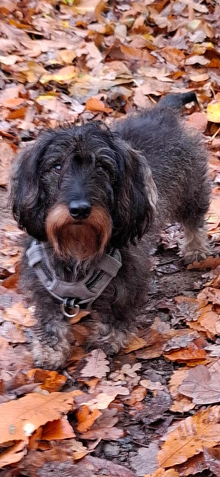 Scott a rejoint le concours — aidez-le/la à gagner de superbes lots ! dog, curly_fur, black_dog, brown_fur, harness, autumn, fallen_leaves, outdoor, forest_floor, nature, pet, animal, canine, walking, leaf_litter, closeup, daylight, mammal, fur, alert