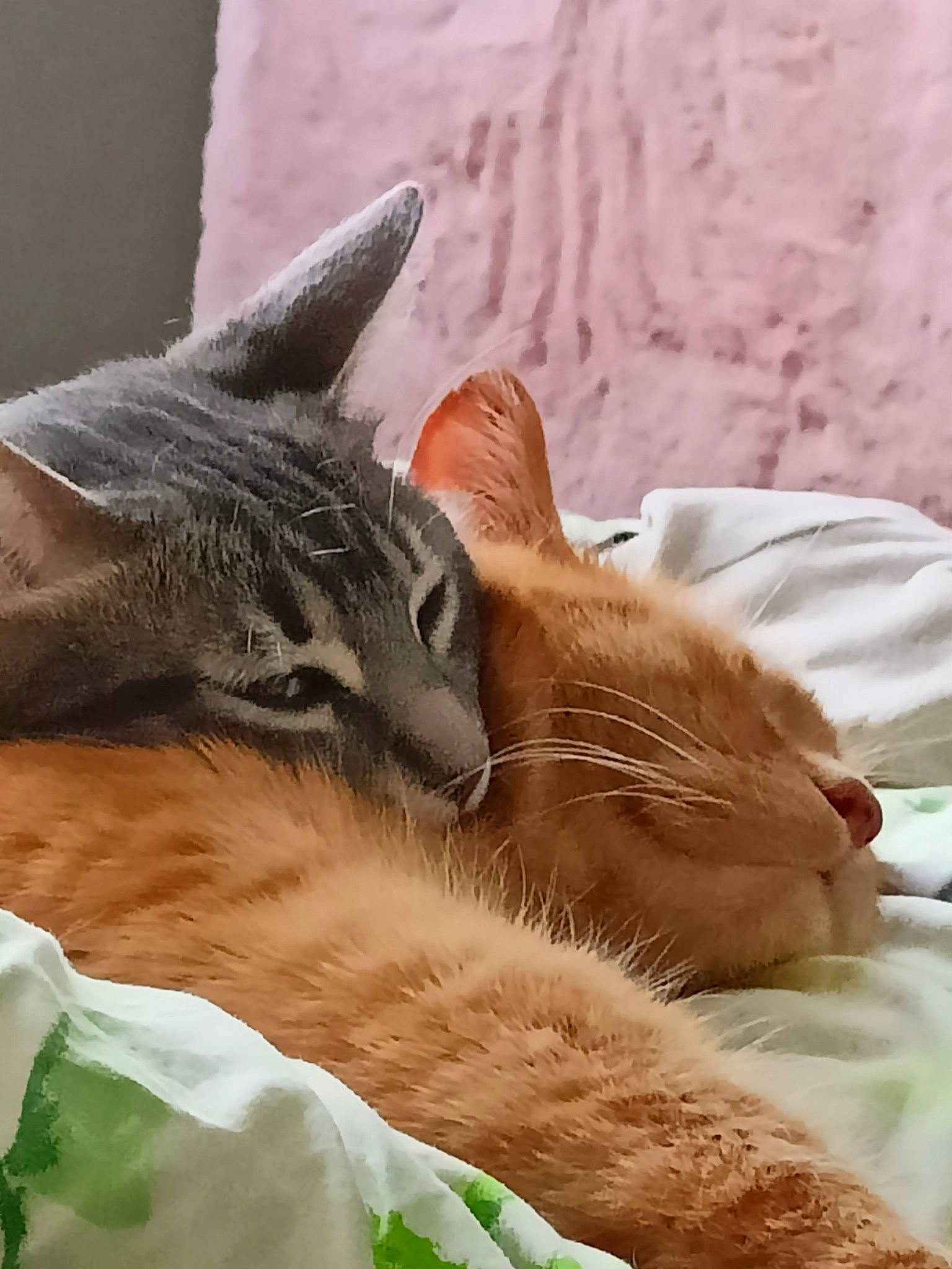 Sky a rejoint le concours — aidez-le/la à gagner de superbes lots ! bed, carnivore, cat, cat_bed, claw, comfort, domestic_short_haired_cat, fawn, felidae, fur, linens, mammal, paw, small_to_medium_sized_cats, snout, tail, terrestrial_animal, whiskers, wildlife, window