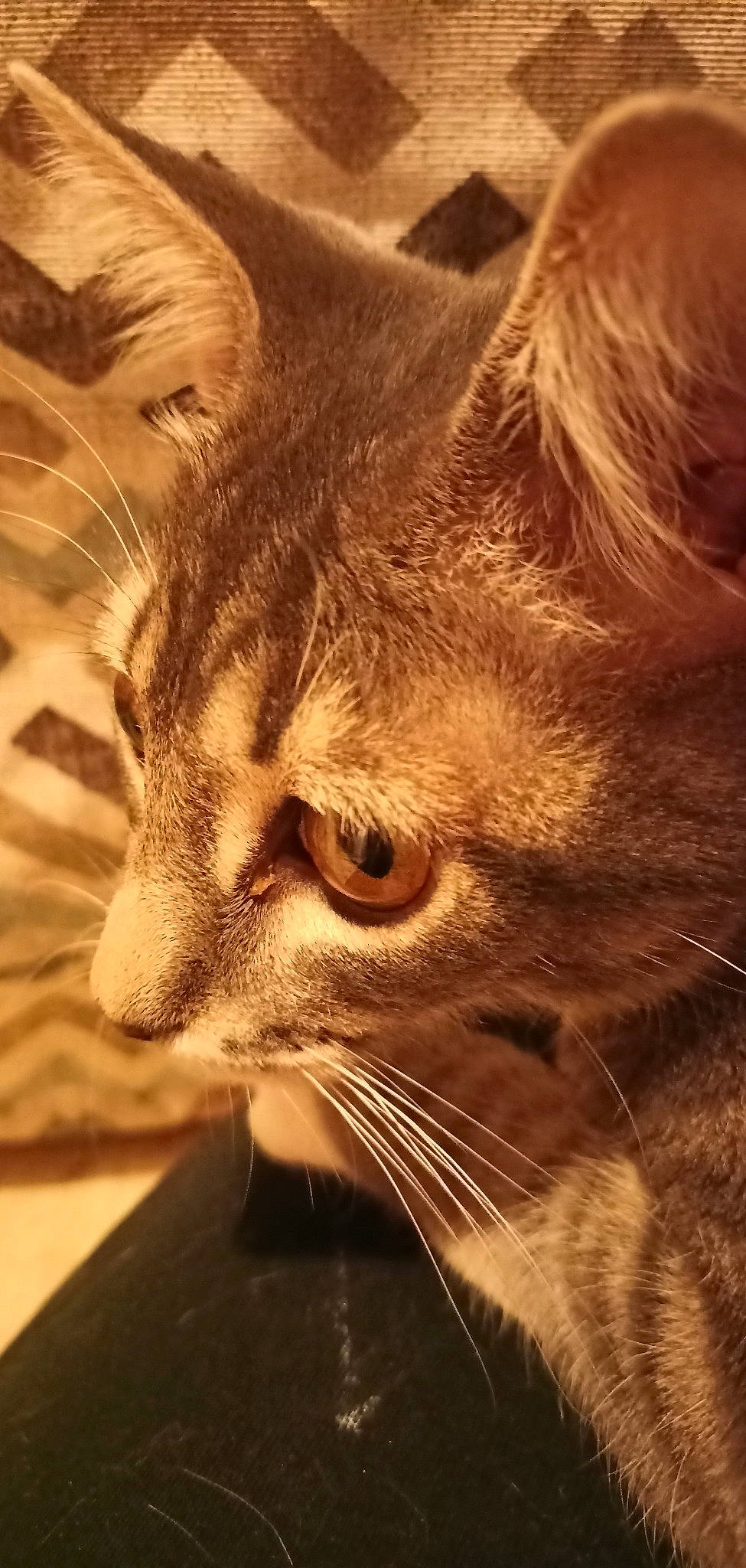 Sky a rejoint le concours — aidez-le/la à gagner de superbes lots ! carnivore, cat, close_up, comfort, domestic_short_haired_cat, ear, eye, fawn, felidae, fur, hair, head, iris, paw, small_to_medium_sized_cats, snout, terrestrial_animal, whiskers, wildlife, wood