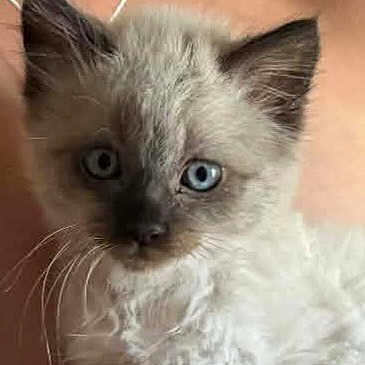 Sammy