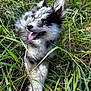 puppy, dog, grass, outdoor, blue_eyes, tongue_out, happy, playful, fur, nature, pet, animal, summer, young_dog, cute, canine, close_up, greenery, relaxing, daylight