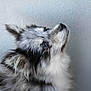 Lucky participe au concours pour gagner de l'argent avec cette photo : animal, background, black, blue_eyes, canine, close_up, curious, dog, ears, fluffy, fur, gray, indoor, looking_up, muzzle, pet, portrait, side_profile, soft_texture, white