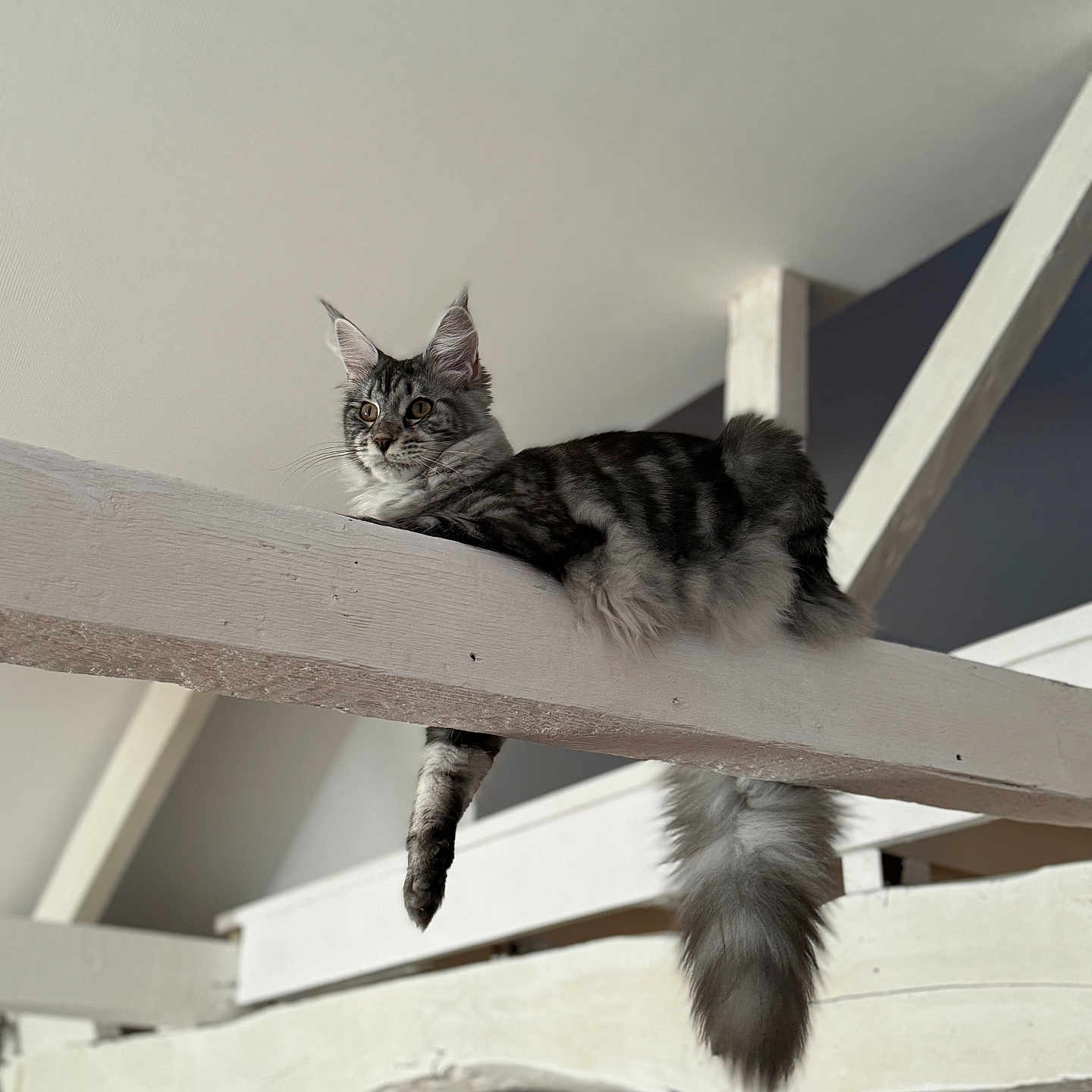 Vitto a rejoint le concours — aidez-le/la à gagner de superbes lots ! abyssinian, angora, animal, architecture, bookcase, cat, closet, cupboard, furniture, handrail, hardwood, kitten, lumber, manx, pet, plywood, railing, shelf, siamese, wood
