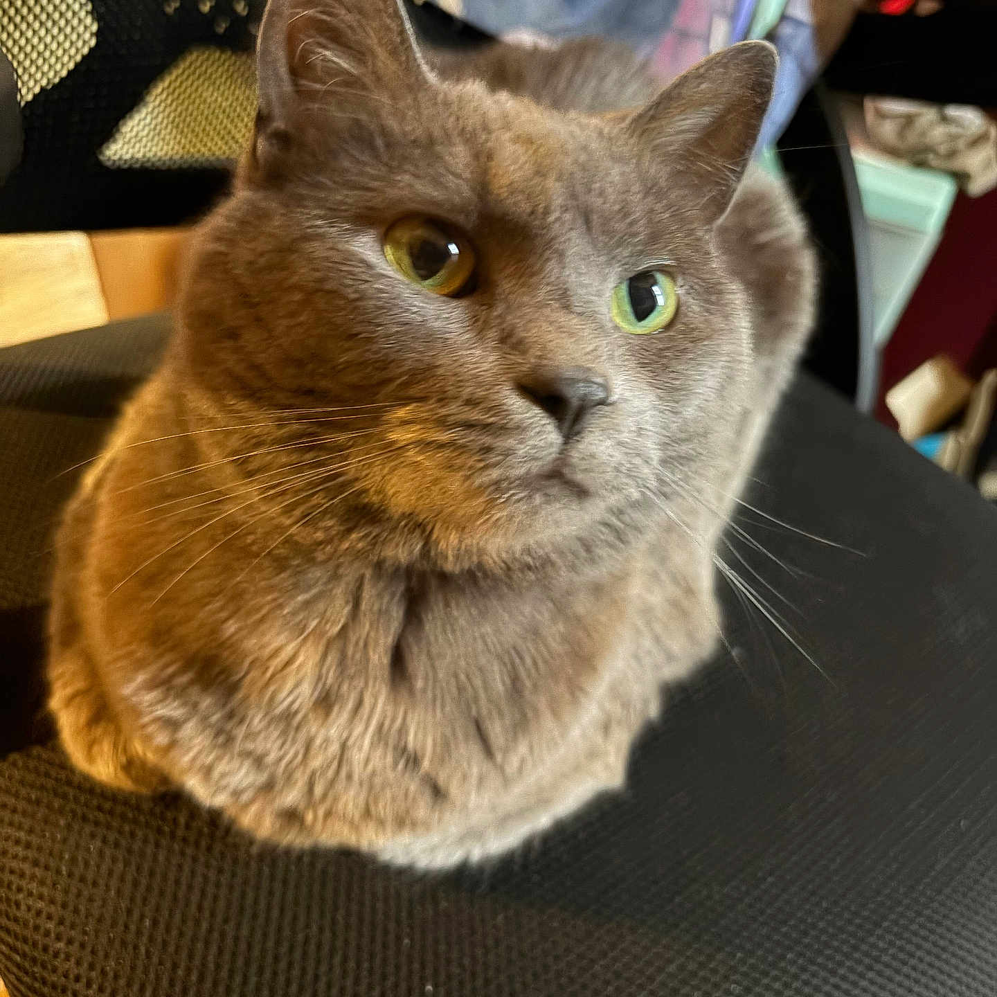 Tsuki joined the competition — help win amazing prizes! cat, gray_cat, feline, pet, indoor, chair, black_chair, fur, whiskers, green_eyes, curious, close_up, portrait, seated, cozy, home, texture, domestic_animal, animal, mammal