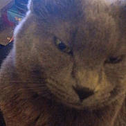 Tsuki joined the competition — help win amazing prizes! cat, gray_cat, close_up, indoor, pet, feline, sleepy, face, fur, whiskers, ear, desktop, laptop, clutter, electronics, table, household, cozy, blur, background