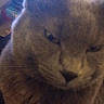cat, gray_cat, close_up, indoor, pet, feline, sleepy, face, fur, whiskers, ear, desktop, laptop, clutter, electronics, table, household, cozy, blur, background