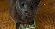 Tsuki is registered to the contest to win money with this photo: cat, gray_cat, box, cardboard_box, wooden_floor, indoor, pet, feline, looking_up, curious, animal, domestic_cat, floor, scratching_box, paws, close_up, cute, small_box, household, pet_accessory