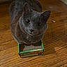 cat, gray_cat, box, cardboard_box, wooden_floor, indoor, pet, feline, looking_up, curious, animal, domestic_cat, floor, scratching_box, paws, close_up, cute, small_box, household, pet_accessory