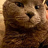 Tsuki joined the competition — help win amazing prizes! cat, closeup, gray_fur, whiskers, ears, face, pet, indoor, feline, animal, fur, eyes, portrait, mammal, cute, domestic, whisker, nose, head, looking