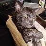 Tsuki joined the competition — help win amazing prizes! cat, feline, blanket, cozy, indoor, pet, relaxed, fur, ears, yellow_eyes, laptop, clutter, home, comfort, resting, soft, warm, wrapped, animal, domestic