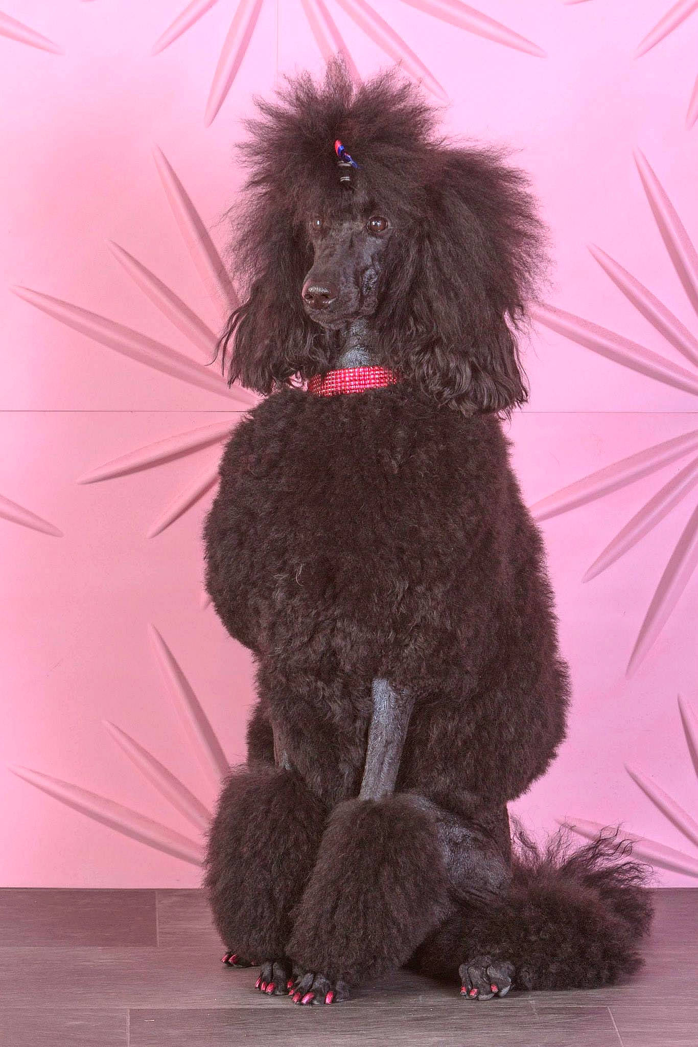 Tiana joined the competition — help win amazing prizes! barbet, canidae, carnivore, companion_dog, dog, dog_breed, irish_water_spaniel, labradoodle, mammal, miniature_poodle, non_sporting_group, poodle, poodle_crossbreed, sporting_group, standard_poodle, toy_dog, toy_poodle, vertebrate, water_dog