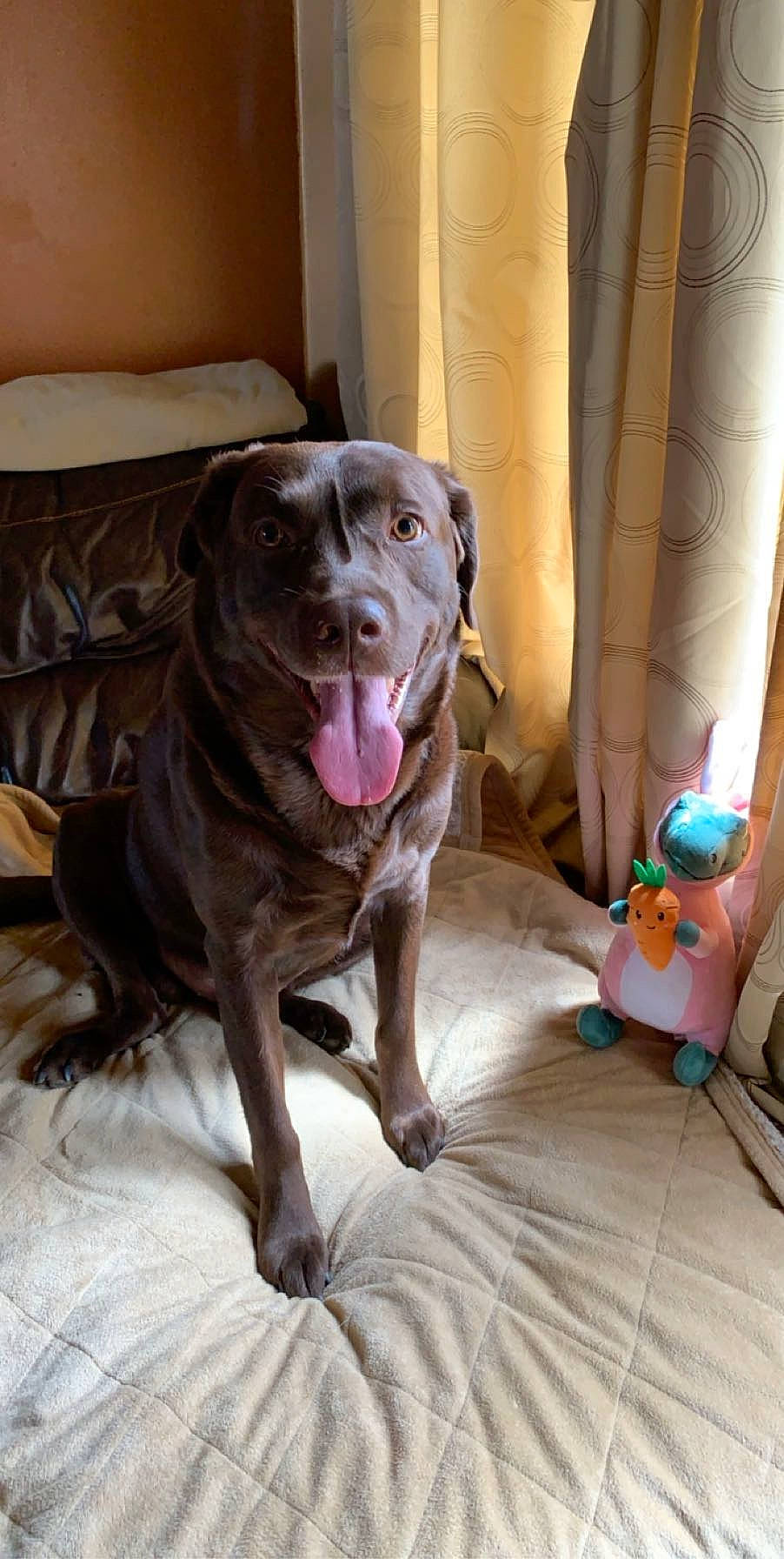 Lucky joined the competition — help win amazing prizes! canidae, carnivore, chesapeake_bay_retriever, dog, dog_breed, fawn, labrador_retriever, mammal, pit_bull, retriever, sporting_group, vertebrate, weimaraner