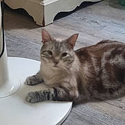 Macchiato participe au concours pour gagner de l'argent avec cette photo : abyssinian, animal, architecture, art, building, cat, chair, furniture, hardwood, indoors, kitten, livingroom, manx, pet, plywood, porcelain, pottery, room, saucer, wood