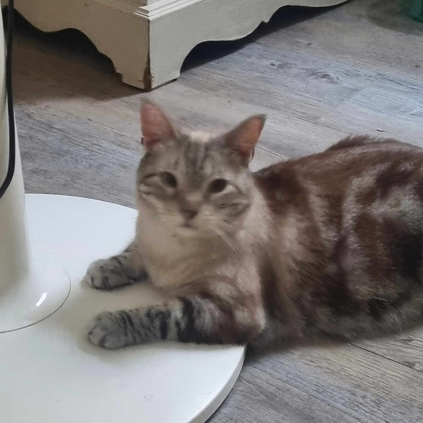 Macchiato participe au concours pour gagner de l'argent avec cette photo : abyssinian, animal, architecture, art, building, cat, chair, furniture, hardwood, indoors, kitten, livingroom, manx, pet, plywood, porcelain, pottery, room, saucer, wood