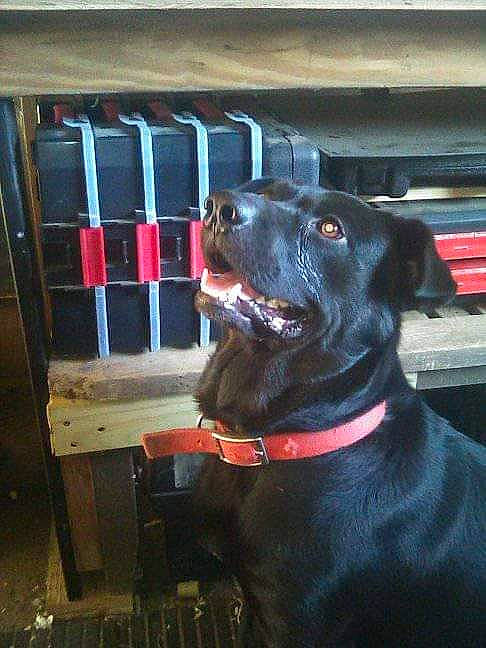 Hades joined the competition — help win amazing prizes! borador, canidae, carnivore, collar, companion_dog, dog, dog_breed, dog_collar, dog_supply, guard_dog, liver, pet_supply, retriever, snout, sporting_group, tail, whiskers, window, working_animal, working_dog