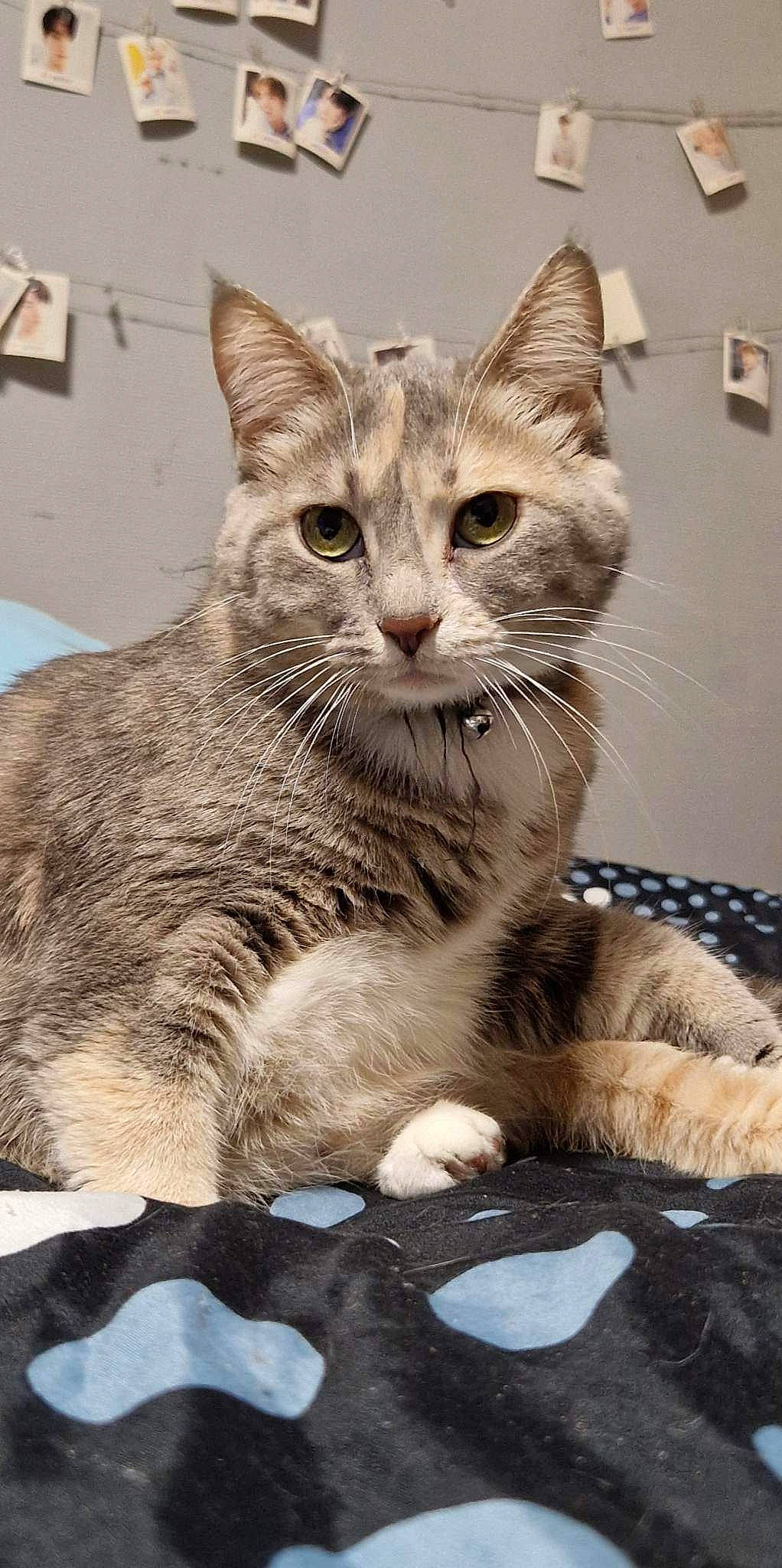 Sacha participe au concours pour gagner de l'argent avec cette photo : carnivore, cat, cat_supply, claw, domestic_short_haired_cat, fawn, felidae, fur, paw, small_to_medium_sized_cats, snout, tail, terrestrial_animal, whiskers, window