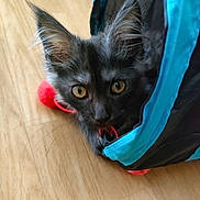 Ayla participe au concours pour gagner de l'argent avec cette photo : kitten, cat, black_cat, pet, play_tunnel, curious, indoor, wooden_floor, ears, wide_eyes, feline, young_cat, animal, cute, fur, whiskers, toy, home, playful, domestic_cat