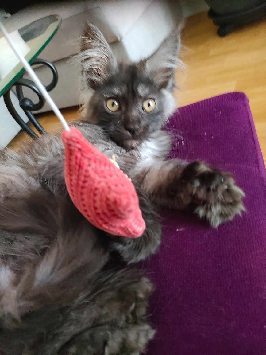 Ayla a rejoint le concours — aidez-le/la à gagner de superbes lots ! kitten, cat, gray_fur, fluffy, paw, toy, pink, cushion, purple, indoor, living_room, wooden_floor, furniture, curious, pet, young_cat, close_up, playful, animal, feline