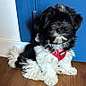 adorable, animal, black_and_white, blue_door, collar, companion, cute, dog, domestic_animal, fluffy, fur, indoor, looking_up, pet, puppy, red_harness, sitting, small_dog, wooden_floor, young