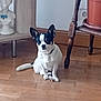 dog, indoor, wooden_floor, plant, pot, furniture, bust_statue, black_and_white, small_dog, pet, animal, floor, home_decor, curious, sitting, calm, ears_up, domestic, companion, quiet